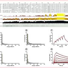 Tested in flow cytometry (flow) applications. Structural Features Of Intact Igg A Camelid Hclgg B And Shark Download Scientific Diagram