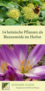 14 Heimische Pflanzen Als Bienenweide Im Herbst Pflanzen Bienenfreundliche Pflanzen Einheimische Pflanzen