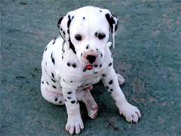 101 Dalmatians Hľadat Googlom Dalmatian Puppies For Sale Dalmatian Puppy Dog Quotes