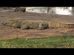 Bird Cleaning Crocodile Teeth Video Lolong The World S Largest Crocodile Dies Youtube