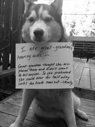 Funny Dogs A Funny Dog Videos Compilation 2016 Try Not To Laugh Impossible Challenge 1 Funny Animals Dog Shaming Funny Dogs Some funny animal fails, and funny animal vines.