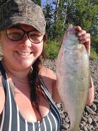 American shad counts at Bonneville Dam