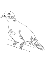 Video, read & print the fable: Dove Coloring Pages Coloring Home