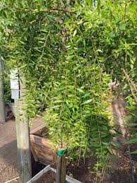 Image result for Maytenus