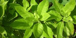 Manfaat daun daun jarak, manfaat getah daun jarak, manfaat getah daun jarak untuk pria, manfaat daun jarak untuk wanita, manfaat daun jarak untuk bayi, manfaat minyak zaitun dan daun jarak, daun jarak pagar, cara pengobatan dengan daun jarak, manfaat daun jarak merah, manfaat. 8 Manfaat Daun Jarak Bagi Kesehatan Efektif Turunkan Demam Hingga Atasi Sembelit Merdeka Com