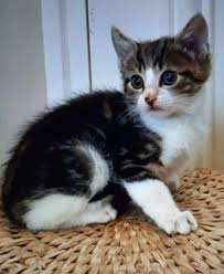 Pin By Silo On Chaton Trop Mignon In 2020 Baby Cats Cute Cats And Kittens Cats And Kittens