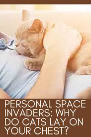Personal Space Invaders Why Do Cats Lay On Your Chest Video In 2020 Cat Love Quotes Funny Cute Cats Beautiful Cats Pictures