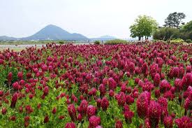 Image result for Trifolium polystachyum