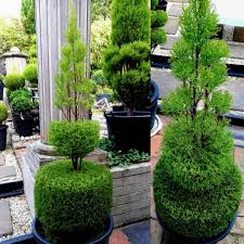 topiary topiaries gardening gardener plant plants nature gardeninspiration gardens courtyard plantsofinstagram scu plants garden design urban garden
