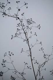 Propriete Droits Reserves Graphisme Vegetal Tatouages Vegetaux Photographie Couleur Dessin Plante