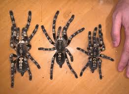 Image result for Centema subfusca