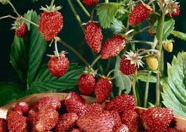 How do you care for a strawberry plant? How To Grow Strawberries Thompson Morgan