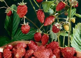How to plant strawberry plants in a garden. How To Grow Strawberries Thompson Morgan