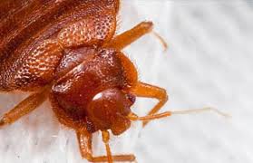 We'll help you to make the right choice. Aderyn Pest Control Bed Bugs