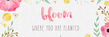 So, where did it come from? Free Desktop Wallpaper Bloom Where You Are Planted