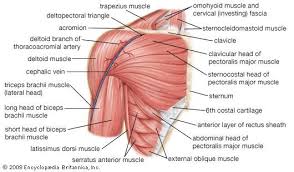 The shoulder is comprised of a ball (humerus) and socket (scapula), bones, ligaments, tendons and muscles that move the arms and connect them to the torso. Human Muscle System Shoulder Muscle Anatomy Muscle Anatomy Muscle System