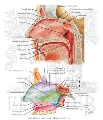 The ethmoid sinuses are located in the ethmoid bone, which separates the nasal cavity from the brain. Medial Wall Of Nasal Cavity Nasal Septum