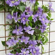 Boulevard® is a clematis series from the english island guernsey. Patio Clematis Olympia Boulevard