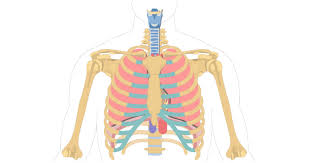 If the lower set of ribs on the right side of the rib cage get damaged due to an injury, then one is likely to experience a sharp pain under the right rib cage. The Location Size And Shape Of The Heart