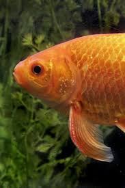 Sexing a goldfish is almost impossible until the fish has reached breeding age, usually about one year old. Sexing Goldfish With Photos Aquariacentral Com