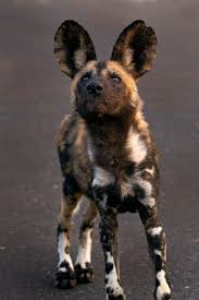 Wild Dog Animals Wild Wild Dogs African Hunting Dog