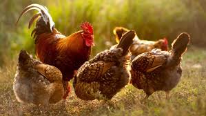 Die gründe für die anschaffung der tiere sind vielfältig und es dürfen rechtlich 5 hühner auf einen quadratmeter gehalten werden. Huhner Im Eigenen Garten Halten So Klappt Es