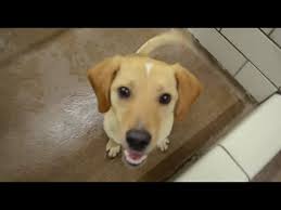 Beagadors mix two of america's favorite dog breeds, the beagle and the lab. Max The Retriever Beagle Puppy Youtube