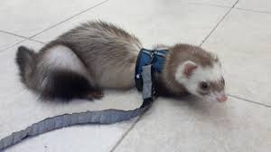 Free for commercial use no attribution required high quality images. Entrevista Site Toca Do Furao Sobre Saude Oral Dos Ferrets Odontovet Odontologia Veterinaria