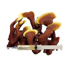 Image result for Ganoderma lucidum