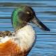 Advanced Birding Series: Welcome Back Winter event image