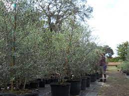 Quality trees decrease management costs and tree maintenance, bear fruit we have developed our nursery production systems in consultation with the olive industry and by the picual variety represents about 90% of the olive trees planted in the jaen region of andalucía. Olive Tree Growers Olive Trees For Landscape Garden And Patio