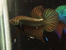 Wild male and female betta for sale. Betta Smaragdina Copper Wild Betta Pre Order