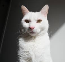 I'm sick and have a migraine, I'd appreciate pics of cats for the feel  goods : r/cats