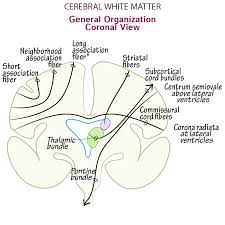 Image result for Cerebral Subcortex