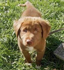Sooner or later, you will find a detailed. Charlie The Labrador Retriever Mix Labrador Retriever Mix Cute Dogs Labrador Retriever