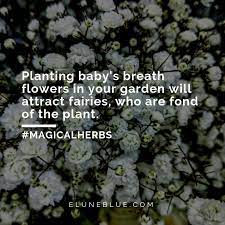 The Breath Of Innocence Baby S Breath Magical Properties And Uses Magical Herbs Magical Herbs Witchy Garden Magic Herbs