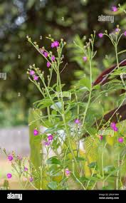 Image result for Talinum fruticosum