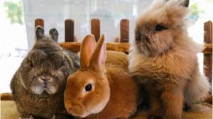 Justanswer.com has been visited by 100k+ users in the past month A Rabbit Headquarters Actually Exists In Singapore And It S A Must Visit For All Pet Lovers
