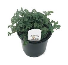 Image result for Selaginella kivuensis