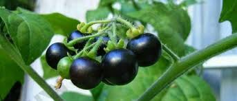 Manfaat Buah Leunca untuk Mata - Guesehat