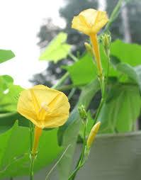 Image result for Ipomoea hederifolia