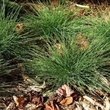 Image result for Festuca