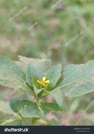 Image result for Synedrella nodiflora