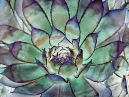 Check spelling or type a new query. Purple And Green Succulent Photograph By Wendy Yee