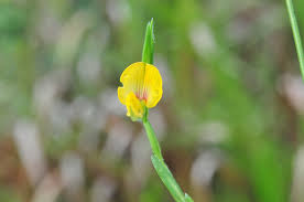 Image result for Zornia