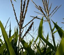RealAgriculture - News update