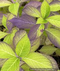 Image result for Ozoroa macrophylla