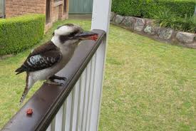 How to attract fairy wrens to your garden. How To Attract Your Favourite Birds To Your Garden Australian Geographic