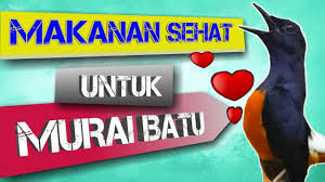 Check spelling or type a new query. Melatih Mental Murai Batu Setelah Mabung Tes Mental Dan Performa Murai Batu Pasca Mabung Youtube