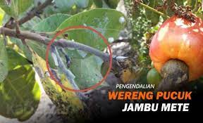 Proses perawatan tanaman dalam budidaya tanaman jambu kristal dapat dilakukan dengan cara: Washington Latest News Cara Mengatasi Jambu Kristal Busuk Cara Merawat Dan Budidaya Jambu Kristal Agar Buah Lebat Cara Daftar Pelatihan Menanam Pepaya